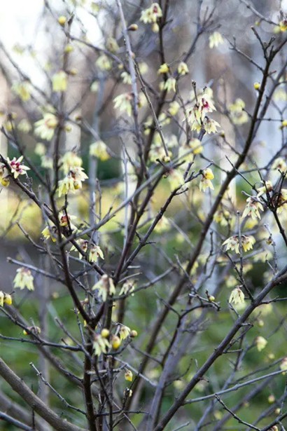 Хімонант весною